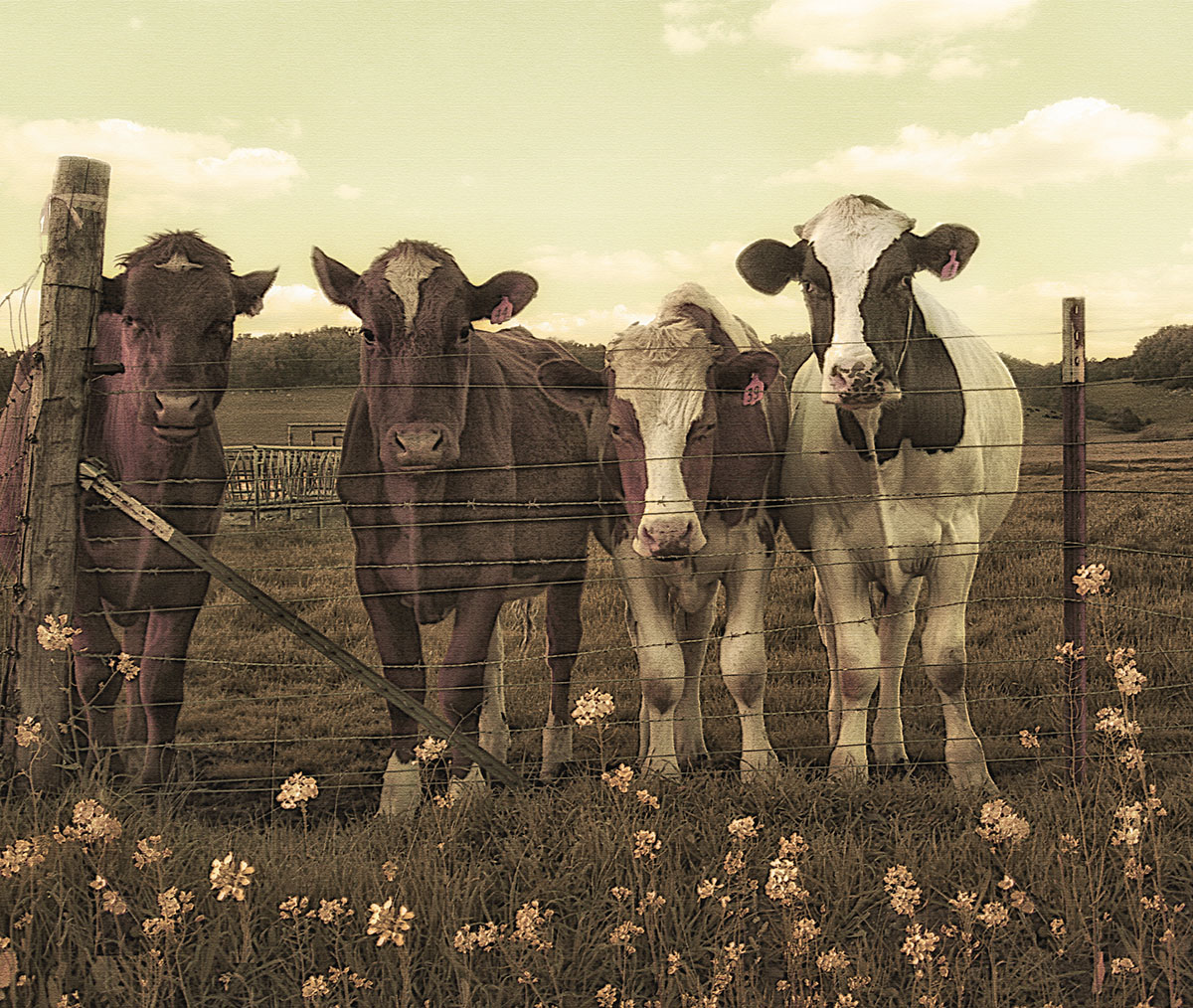 Herd of Cows, Penngrove