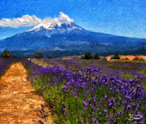 DSC24304-5-o-a1.tif - Mount Shasta Lavender Farm