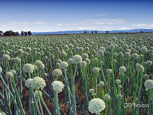 DSC01631.tif - Onion Fields near Gilroy