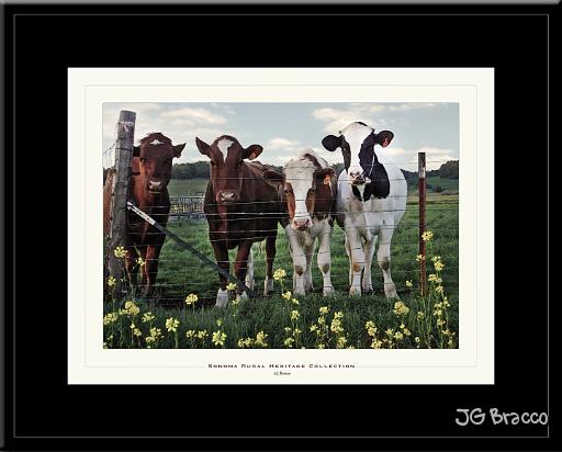 son-country-9250-1612-v5.jpg - Penngrove Herd