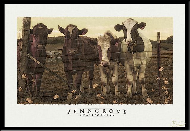 her-bos-s5-9250-1913.jpg - Herd, Penngrove