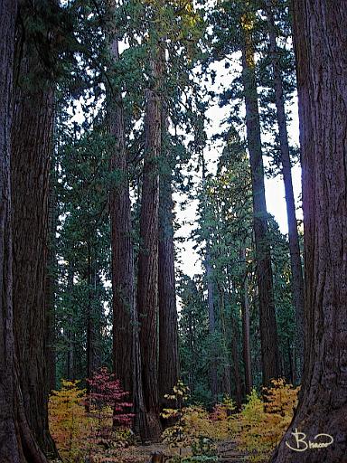 DSC05029-a1.jpg - Redwoods
