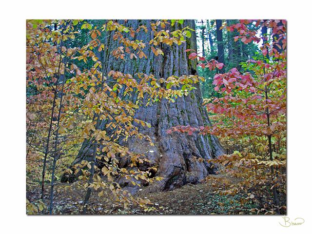 DSC05032-f1.jpg - Redwood & Offspring, Fall