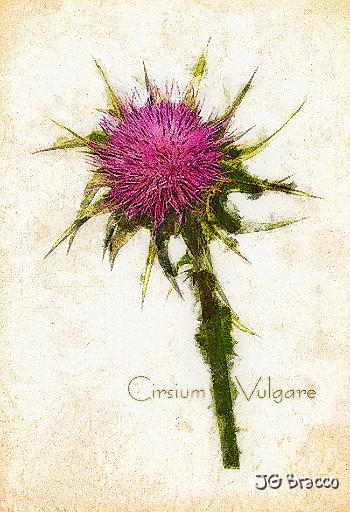spearthistle-2-a4.tif