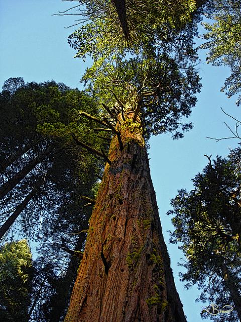 DSC05017-a1.jpg - Redwood