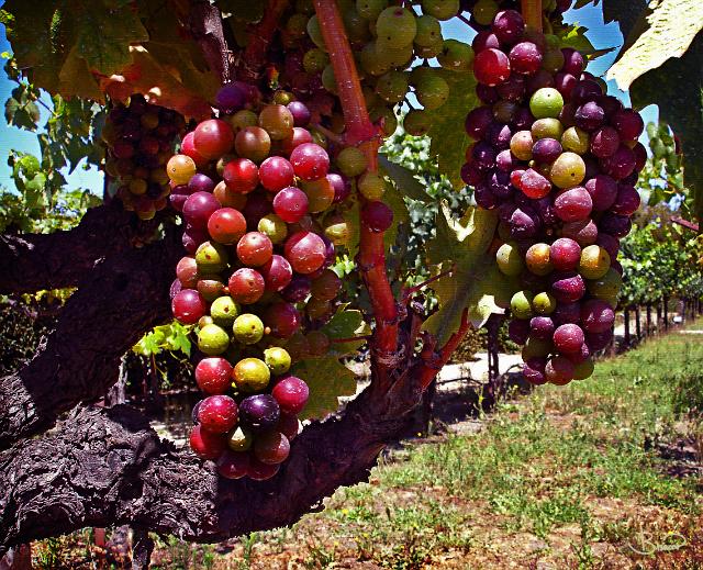 DSC15231.tif - Late Summer Vines, Healdsburg